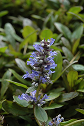 Blueberry Muffin Bugleweed (Ajuga reptans 'Blueberry Muffin') at Canadale Nurseries