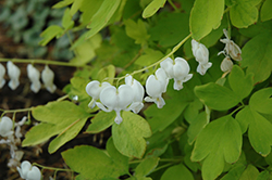 White Gold Bleeding Heart (Dicentra spectabilis 'White Gold') at Canadale Nurseries