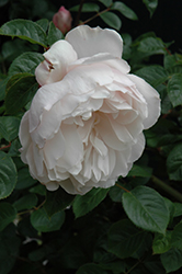 The Generous Gardener Rose (Rosa 'Ausdrawn') at Canadale Nurseries