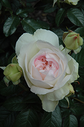 Bolero Rose (Rosa 'Meidelweis') at Canadale Nurseries