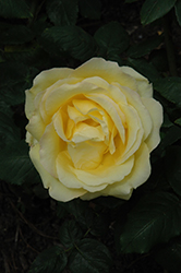 Easy Going Rose (Rosa 'HARflow') at Canadale Nurseries