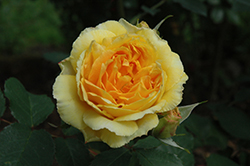 Molineux Rose (Rosa 'Molineux') at Canadale Nurseries