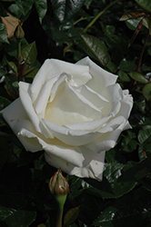 Home And Family Rose (Rosa 'WEKplagneze') at Canadale Nurseries