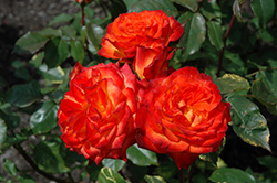 Charisma Rose (Rosa 'Charisma') at Canadale Nurseries
