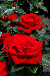 Crimson Bouquet Rose (Rosa 'Crimson Bouquet') at Canadale Nurseries