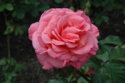 Kiss Me Rose (Rosa 'Kiss Me') at Canadale Nurseries