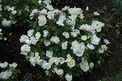 White Knock Out Rose (Rosa 'Radwhite') at Canadale Nurseries