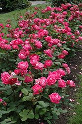 Double Knock Out Rose (Rosa 'Radtko') at Canadale Nurseries