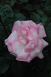 Pink Promise Rose (Rosa 'Pink Promise') at Canadale Nurseries