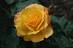 Good As Gold Rose (Rosa 'WEKgobafa') at Canadale Nurseries