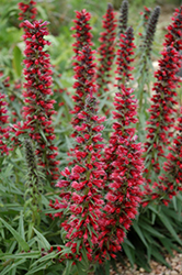 Red Feathers (Echium amoenum) at Canadale Nurseries