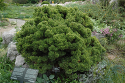 Sherwood Compact Mugo Pine (Pinus mugo 'Sherwood Compact') at Canadale Nurseries