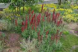 Red Feathers (Echium amoenum) at Canadale Nurseries