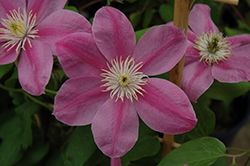 Alaina Clematis (Clematis 'Evipo056') at Canadale Nurseries