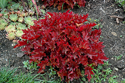 Dolce Cinnamon Curls Coral Bells (Heuchera 'Inheuredfu') at Canadale Nurseries