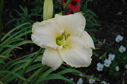 Early Snow Daylily (Hemerocallis 'Early Snow') at Canadale Nurseries