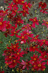 Red Satin Tickseed (Coreopsis 'Red Satin') at Canadale Nurseries