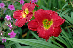 Happy Ever Appster Red Hot Returns Daylily (Hemerocallis 'Red Hot Returns') at Canadale Nurseries