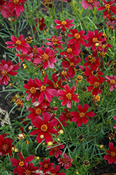 Red Satin Tickseed (Coreopsis 'Red Satin') at Canadale Nurseries