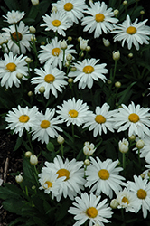 Whoops-A-Daisy Shasta Daisy (Leucanthemum x superbum 'Whoops-A-Daisy') at Canadale Nurseries