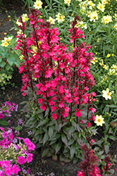 Starship Deep Rose Lobelia (Lobelia 'Starship Deep Rose') at Canadale Nurseries