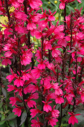 Starship Deep Rose Lobelia (Lobelia 'Starship Deep Rose') at Canadale Nurseries