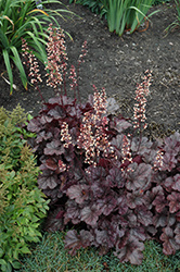 Grape Expectations Coral Bells (Heuchera 'Grape Expectations') at Canadale Nurseries