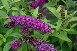 Monarch Crown Jewels Butterfly Bush (Buddleia 'Crown Jewels') at Canadale Nurseries
