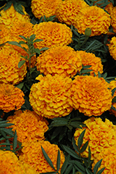 Taishan Orange Marigold (Tagetes erecta 'Taishan Orange') at Canadale Nurseries