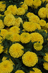 Taishan Yellow Marigold (Tagetes erecta 'Taishan Yellow') at Canadale Nurseries