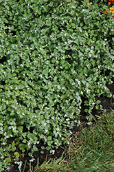 Licorice Splash Licorice Plant (Helichrysum petiolare 'Licorice Splash') at Canadale Nurseries