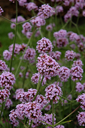 Meteor Shower Verbena (Verbena bonariensis 'Meteor Shower') at Canadale Nurseries