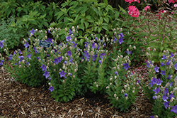 Astra Blue Balloon Flower (Platycodon grandiflorus 'Astra Blue') at Canadale Nurseries