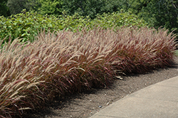 Purple Fountain Grass (Pennisetum setaceum 'Rubrum') at Canadale Nurseries
