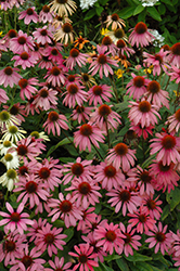 Cheyenne Spirit Coneflower (Echinacea 'Cheyenne Spirit') at Canadale Nurseries