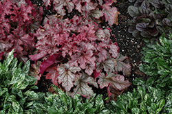 Carnival Peach Parfait Coral Bells (Heuchera 'Peach Parfait') at Canadale Nurseries