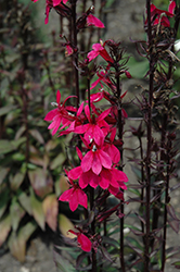 Starship Deep Rose Lobelia (Lobelia 'Starship Deep Rose') at Canadale Nurseries