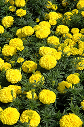 Perfection Yellow Marigold (Tagetes erecta 'Perfection Yellow') at Canadale Nurseries