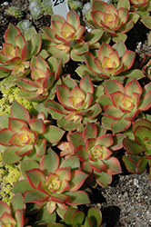 Kiwi Aeonium (Aeonium 'Kiwi') at Canadale Nurseries