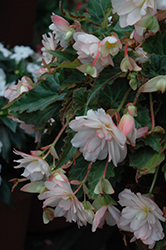I'Conia Miss Montreal Begonia (Begonia 'I'Conia Miss Montreal') at Canadale Nurseries