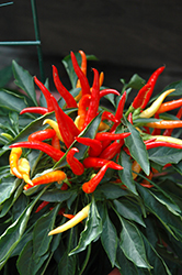 Medusa Ornamental Pepper (Capsicum annuum 'Medusa') at Canadale Nurseries