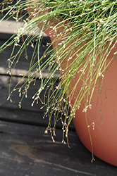Live Wire Fiber Optic Grass (Isolepis cernua 'Live Wire') at Canadale Nurseries