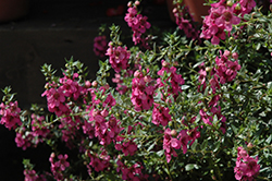 Alonia Big Dark Pink Angelonia (Angelonia angustifolia 'Alonia Big Dark Pink') at Canadale Nurseries