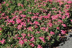 Babylon Deep Pink Verbena (Verbena 'Babylon Deep Pink') at Canadale Nurseries