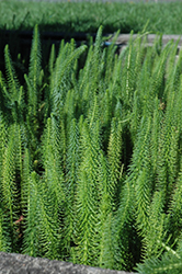 Mare's Tail (Hippuris vulgaris) at Canadale Nurseries
