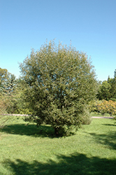 Pussy Willow (Salix discolor) at Canadale Nurseries