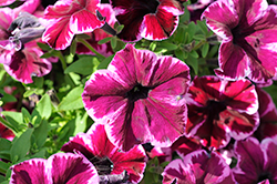 Crazytunia Cosmic Pink Petunia (Petunia 'Crazytunia Cosmic Pink') at Canadale Nurseries