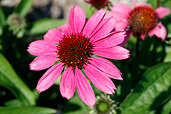 Sombrero Rosada Coneflower (Echinacea 'Balsomrosa') at Canadale Nurseries