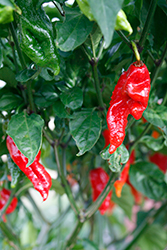 Bhut Jolokia Red Hot Pepper (Capsicum chinense 'Bhut Jolokia Red') at Canadale Nurseries