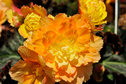 I'Conia Portofino Citrix Begonia (Begonia 'I'Conia Portofino Citrix') at Canadale Nurseries